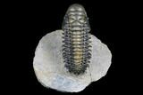 Flying Crotalocephalina Trilobite - Atchana, Morocco #179201-1